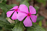 Catharanthus roseus