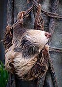 Chloe the Sloth at the zoo.