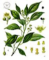 Cinnamomum camphora (L.) J.Presl