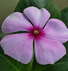 Close-up view of flower in morning