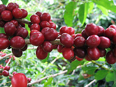 Cerises de caféiers.