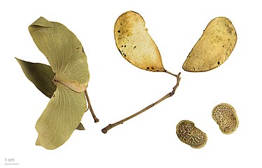 Dry foliage, seed pods and two seeds (bottom right) - MHNT