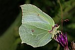 Common brimstone butterfly Gonepteryx rhamni ♂