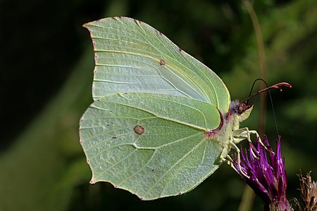 Gonepteryx rhamni (nominated by Charlesjsharp)