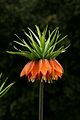 Crown imperial