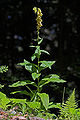 Digitalis grandiflora – Habitus