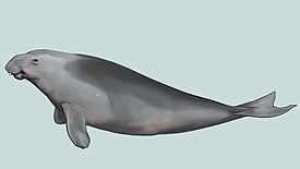 Реконструкция Dioplotherium manigaulti