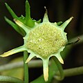 Mature flower structure with fruits.