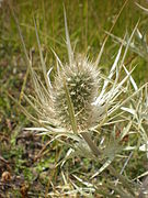 Panicaut épine blanche