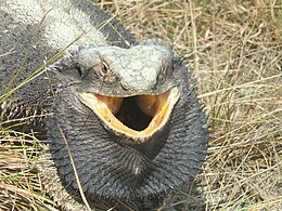 Eastern bearded dragon showing a threatening defence display