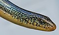 Eastern glass lizard - Valdosta GA, USA