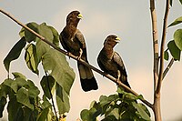 Eastern Grey Plantain-eater