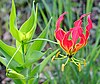 A flame-shaped red flower on a green stalk