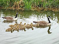 Geese and goslings in an English canal, showing formation