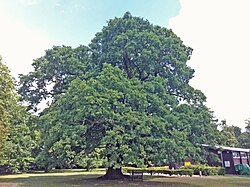 Gilwell Oak