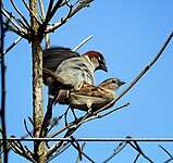 Birds mating.