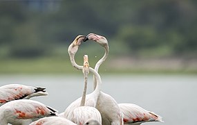 Greater Flamingos