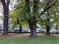 Gruppe aus 8 Rosskastanien (Aesculus hippocastanum)