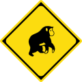 Watch for large animals (monkey)