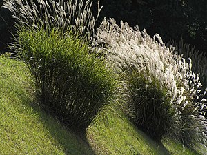 Miscanthus sinensis'.