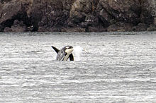L–pod male and salmon prey both airborne in front of the rocky coastline south of Lime Kiln Point on San Juan Island