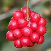 Kadsura japonica, detalhe do fruto.