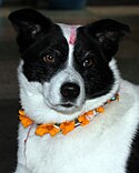 A dog bedecked with flower garlands