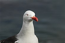 Goéland de Scoresby (Leucophaeus scoresbii)