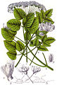 Laserpitium latifolium; figure from Deutschlands Flora in Abbildungen