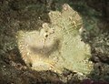 White Leaf scorpionfish on a sandy bottom near Alor Island, Indonesia