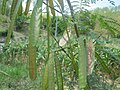 Zarzilla (Leucaena leucocephala)