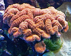 Kiemurakoralli (Lobophyllia hemprichii)