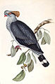 Used in Topknot Pigeon