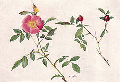 Description de l'image Low or Pasture Rose (NGM XXXI p506).jpg.