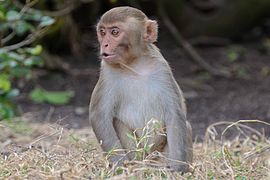 Rhesus macaque (Macaca mulatta) in Cayo Santiago