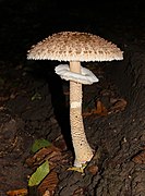 Macrolepiota procera, um Agaricomycetes