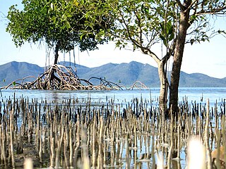 Mangrove roots