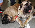 Mastiff inglese: 556 psi (39,7 kg/cm2)