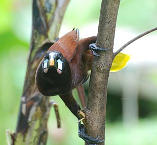 Montezuma oropendola