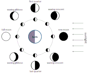 Diagram showing the Moon's phases.
