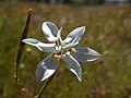 Moraea viscaria, una specie africana.