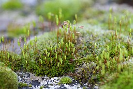 Бриум волосконосный (Bryum capillare)