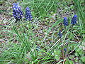 Muscari neglectum clump