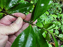 Foliage