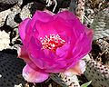 Opuntia basilaris "Beavertail Cactus"