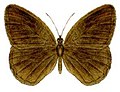 Orsotriaena medus moira, the upper surfaces of the wings of the species are unmarked and plain brown