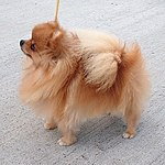 Pomeranian / Zwergspitz