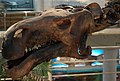 Close-up of the skull of a specimen of Probactrosaurus gobiensis