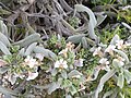 Scaevola canescens 2018-06-21