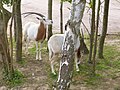 Scimitar Horned Oryx on Zufari